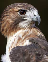 Falconry Bird Hawk Legal Hunt Wildlife