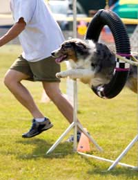 Other Working Dogs Sheepdogs Herding