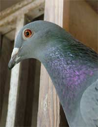 Pigeon Racing Racing Pigeons Homing