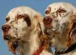 Gundogs & Hunting Dogs