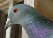 All About Pigeon Racing