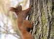 How Close Can Gun Club Shoot Near Red Squirrels?