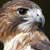 An Introduction to Falconry
