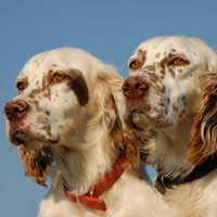 Gundogs & Hunting Dogs