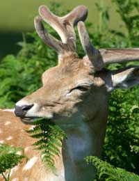 Deer Stalking Shooting Forests Riral