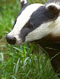 Badger Baiting