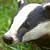 Badger Baiting