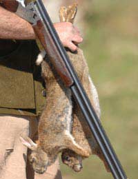 Rabbit Gutting Gut Cooking Skin Meat