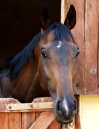 Livery Yard Stable Choosing Tips Choose