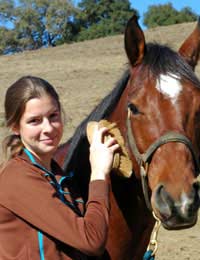 Grooming Horse Kit Knowledge Essentials